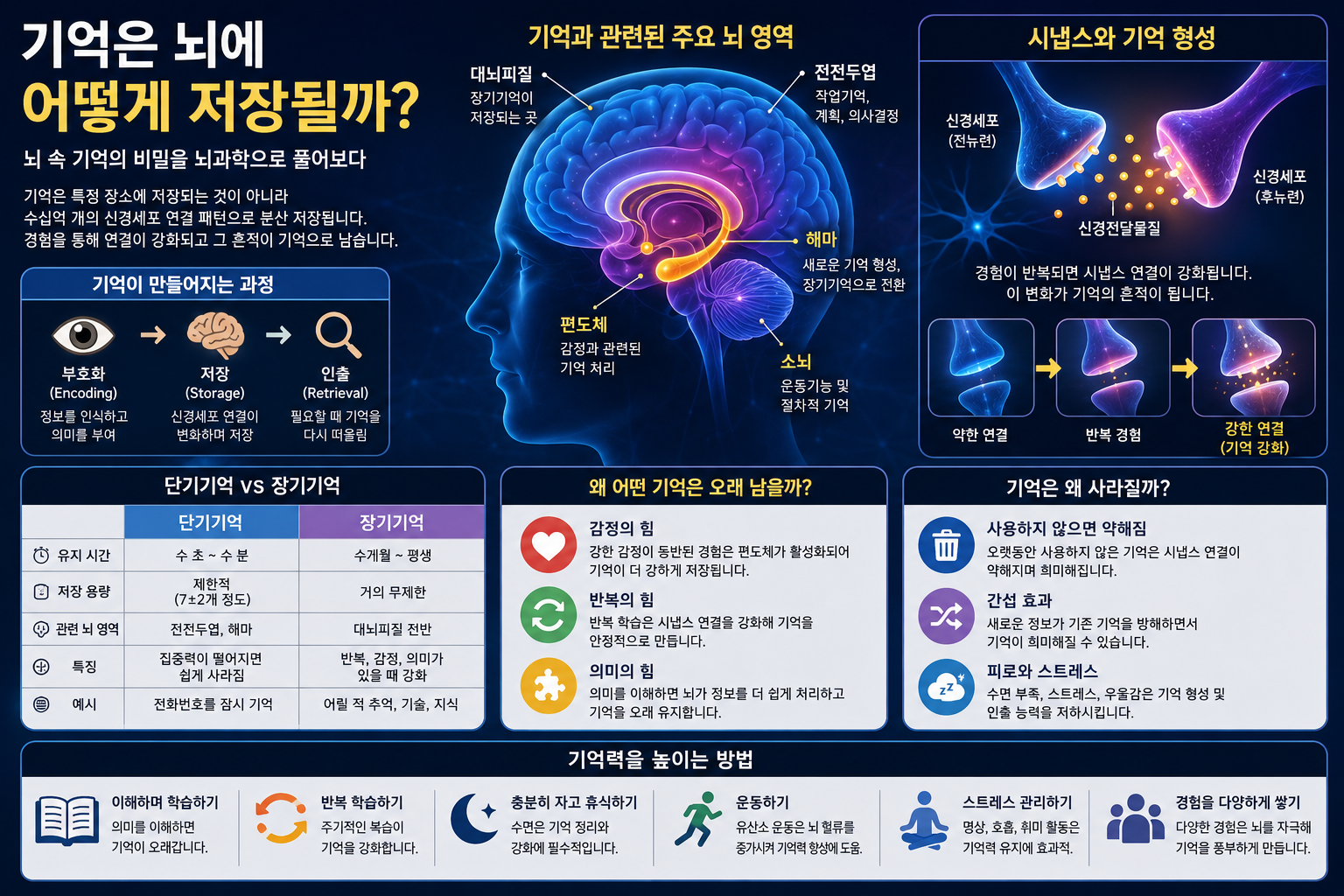 기억은 뇌에 어떻게 저장될까? 과학자들이 밝혀낸 뇌 속 기억의 비밀