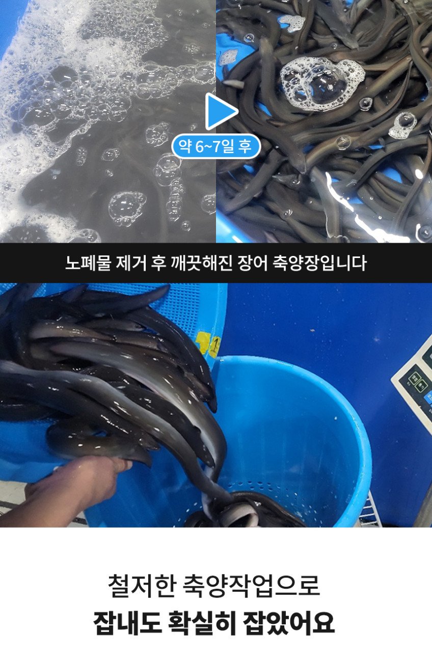 국내산 자포니카 장어 700g, 실중량으로 신뢰 가득한 보양식